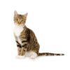 voor katten