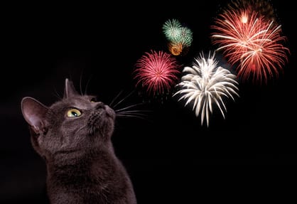 vuurwerkangst bij honden