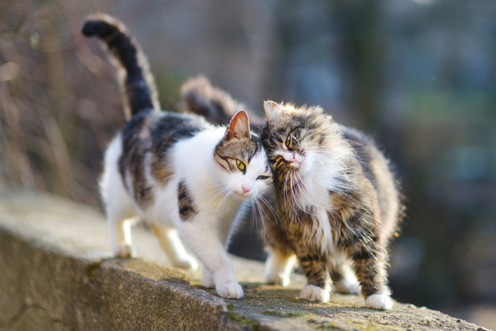 webinar kattentaal