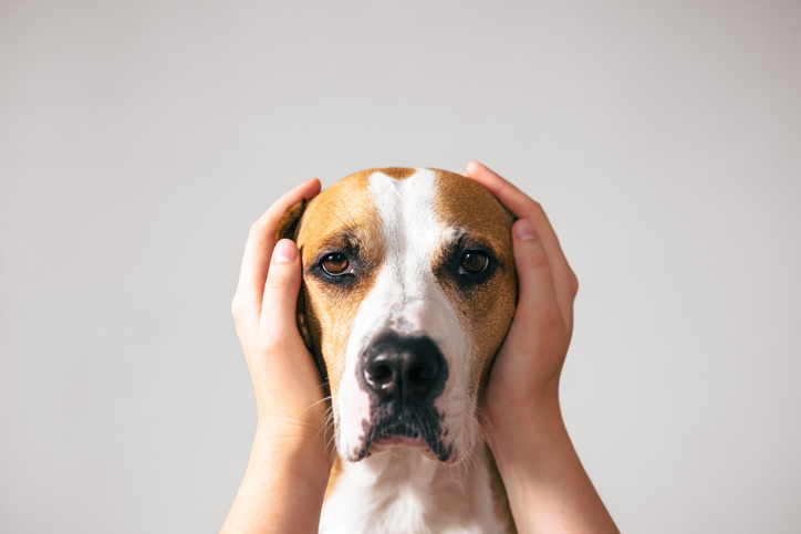 hond helpen met vuurwerkangst