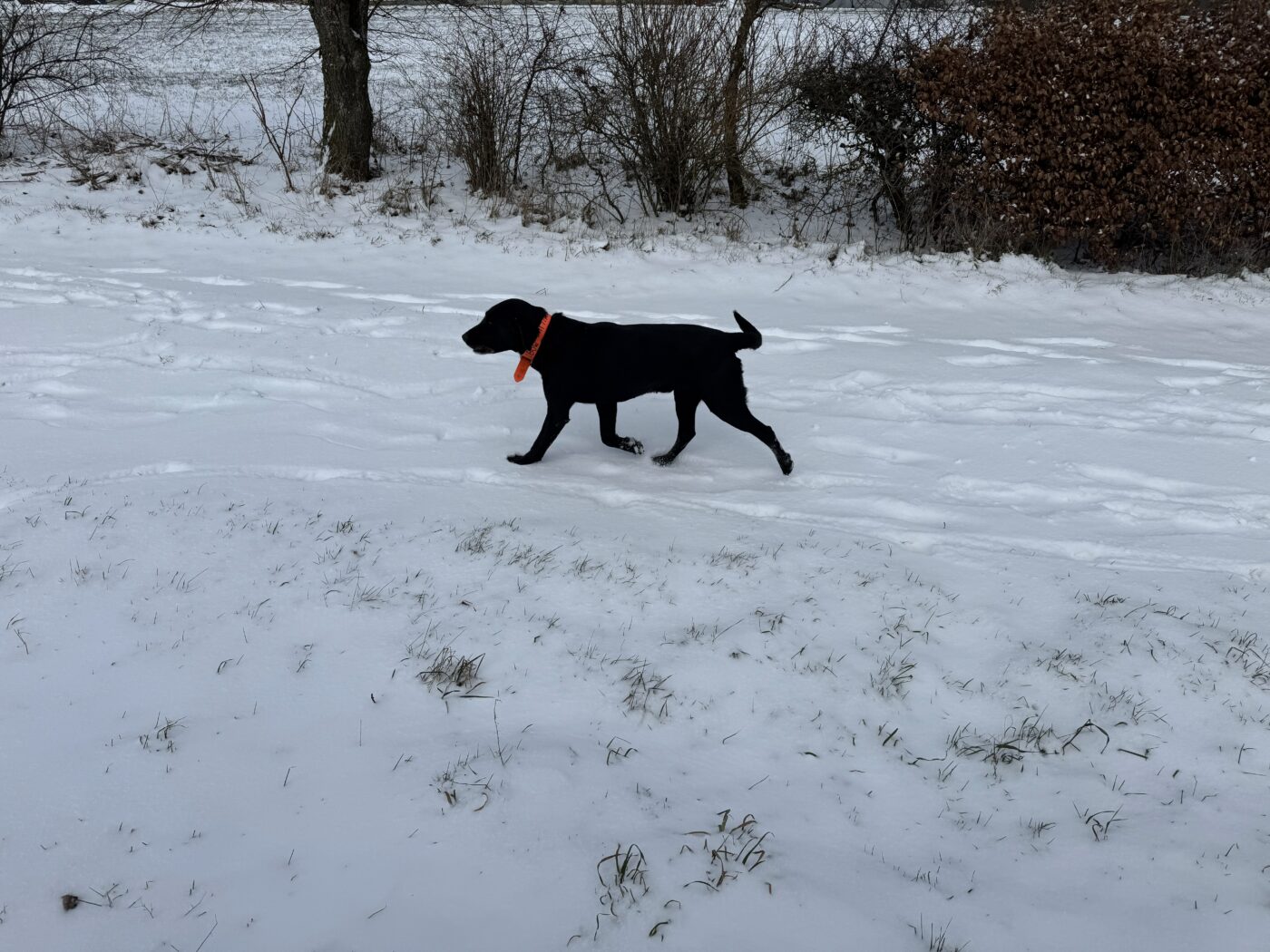 kruiden voor de gewrichten