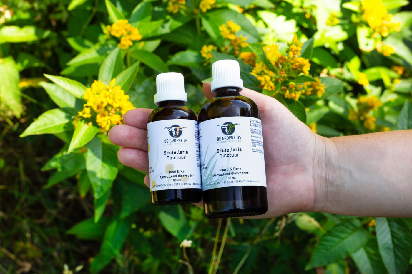 scutellaria tinctuur