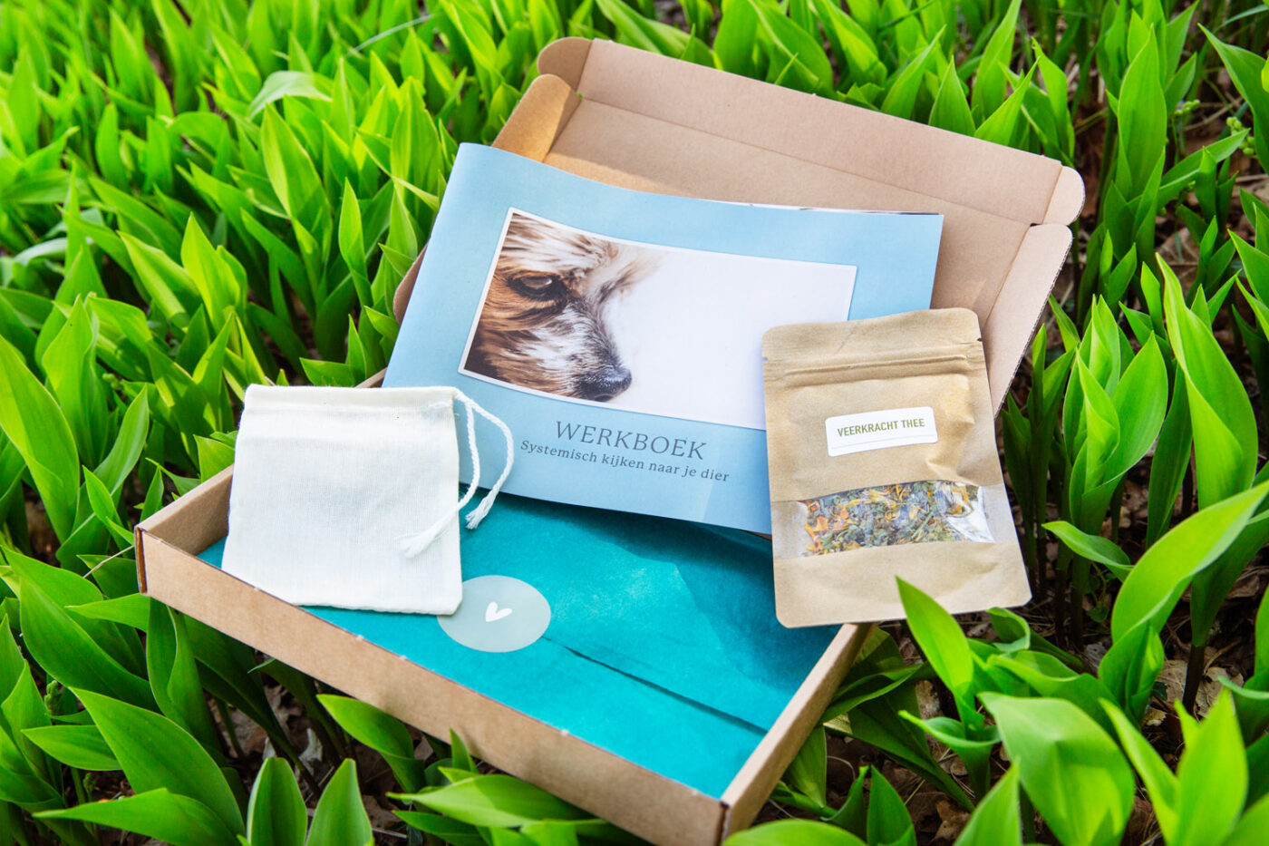 cursus systemisch werk