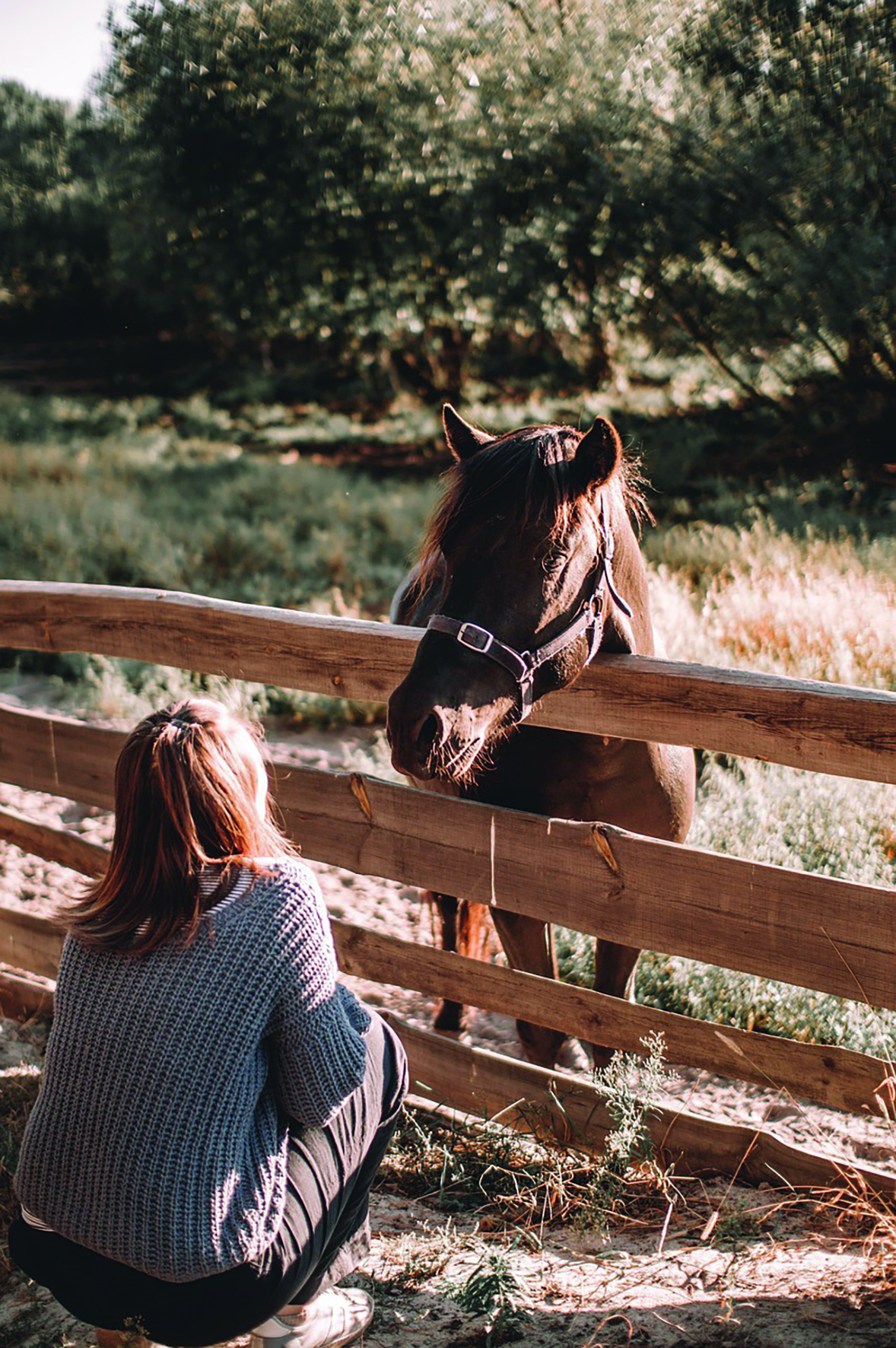 systemisch kijken naar je dier