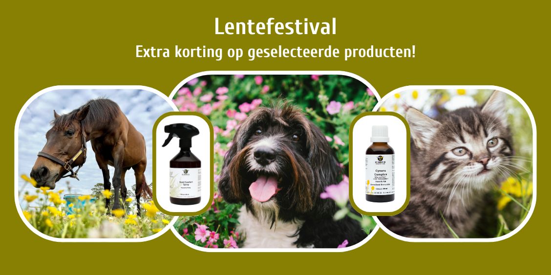 lente festival