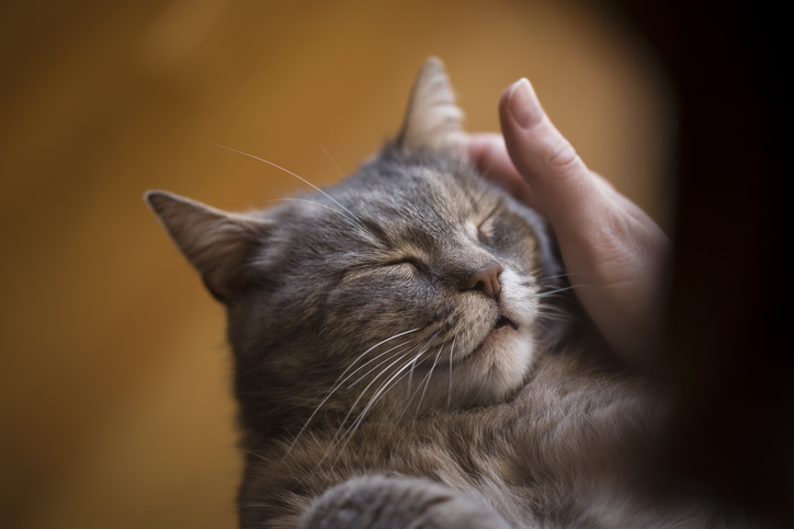 Helende kracht van katten